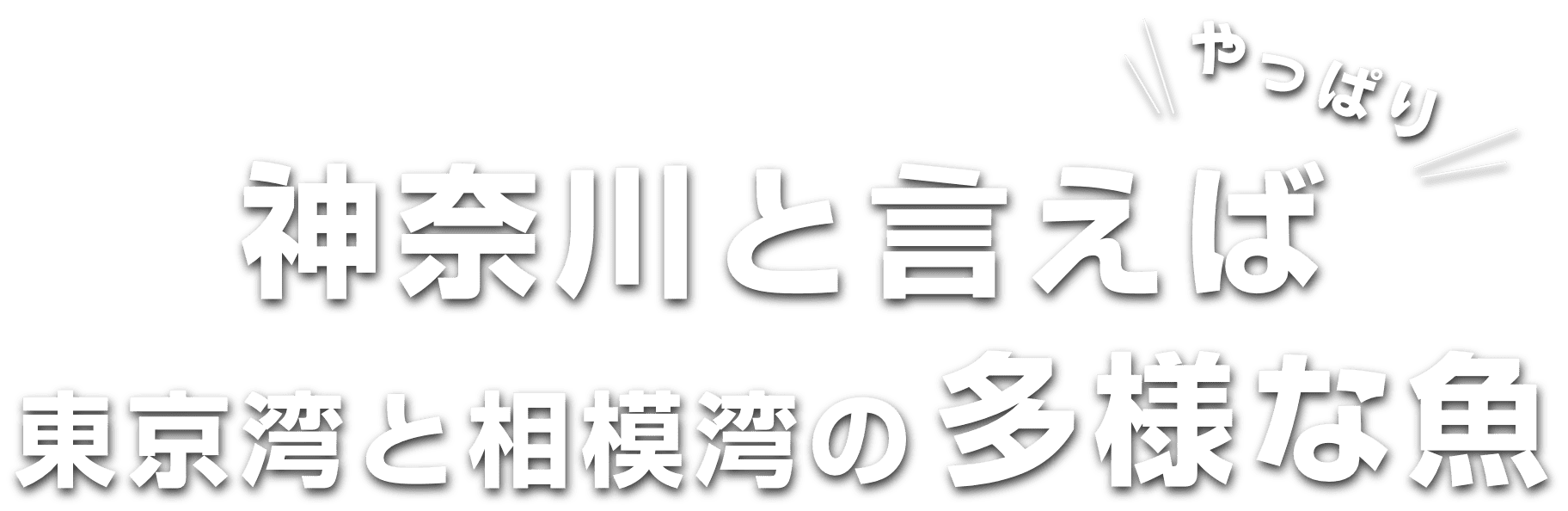 神奈川と言えばやっぱり東京湾と相模湾の多様な魚